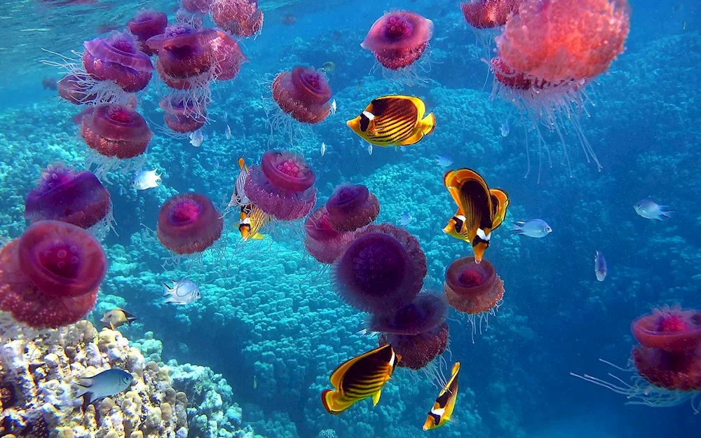 Jellyfish in Sharm El Sheikh