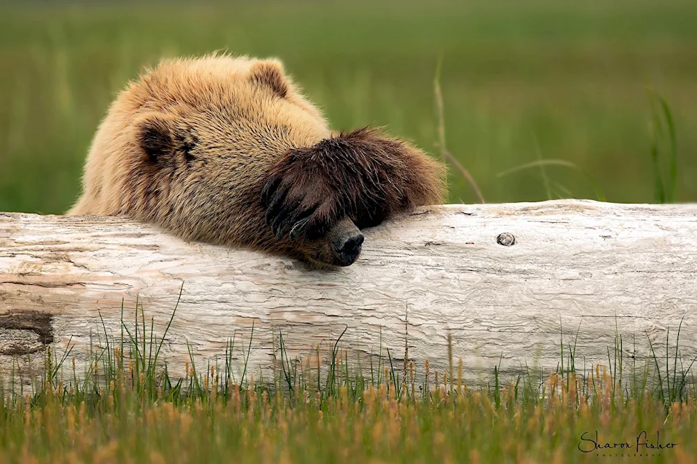 Sleeping Bear