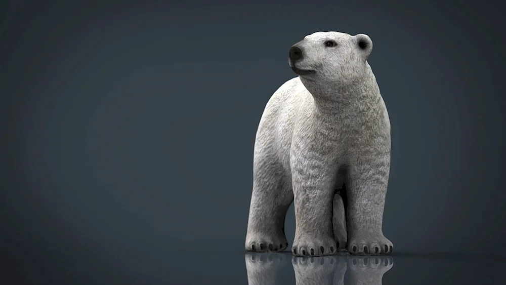 Bear 3d model