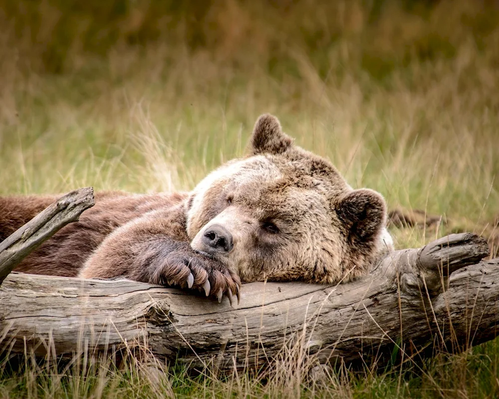 Bear