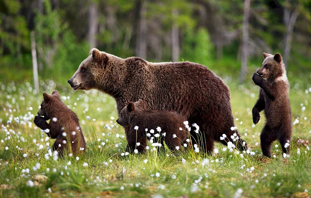 Brown bear reserve