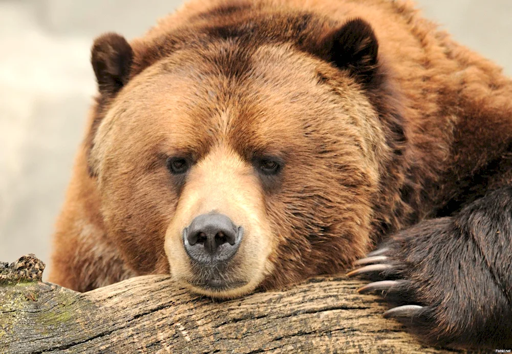 Grizzly Bear
