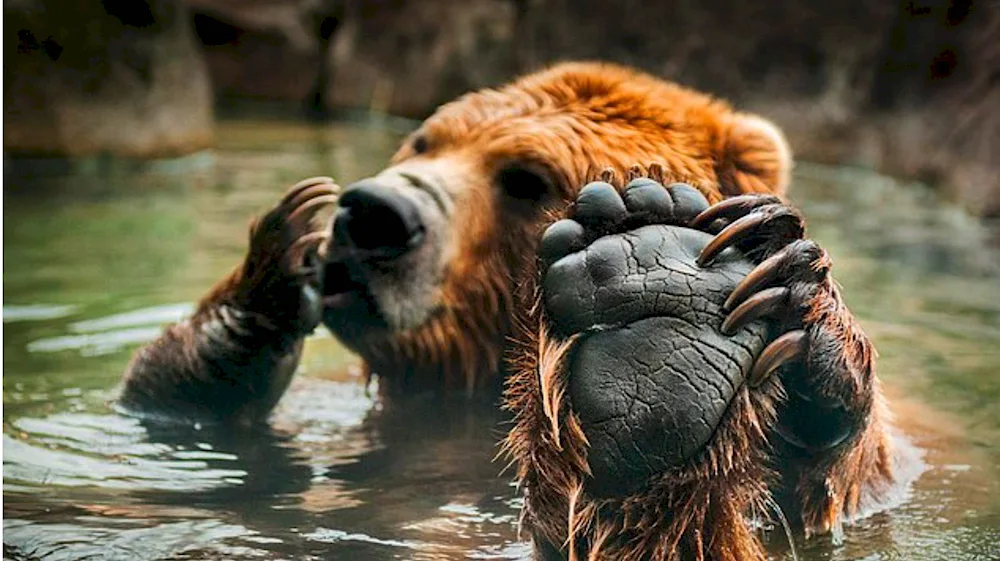 North America Grizzly Bear