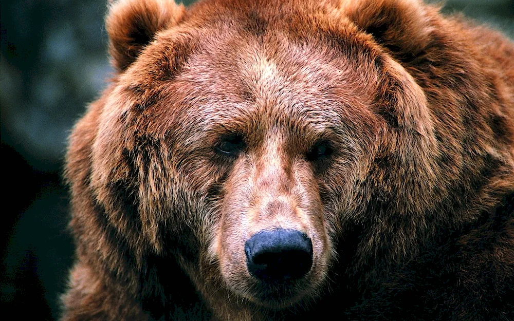 Grizzly Grizzly Bear