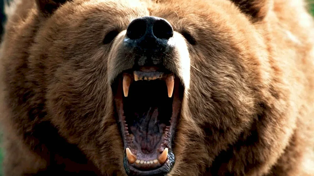 Brown bear