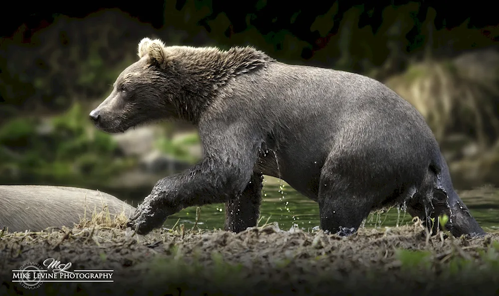 Grizzly bear without fur