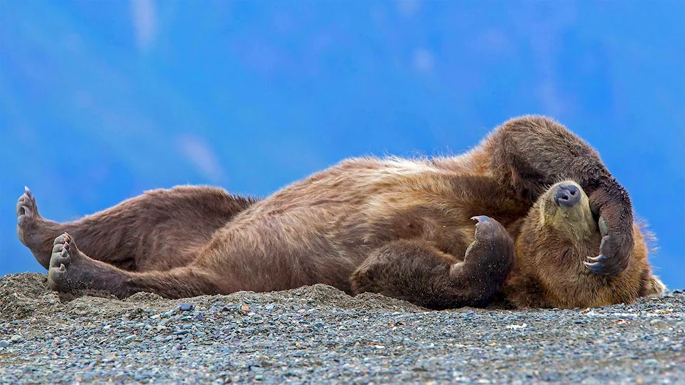 Grizzly Bear in Alaska