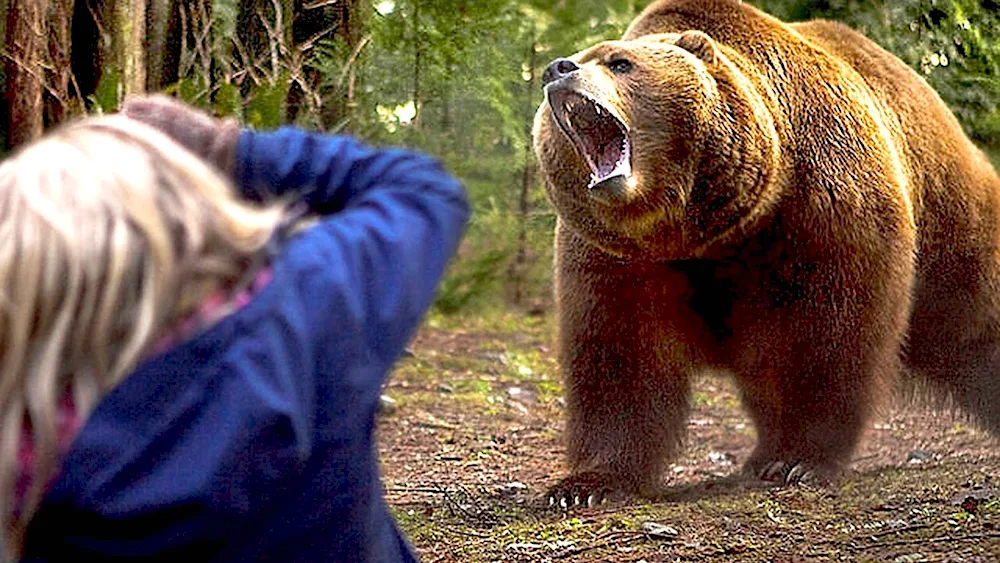 Grizzly Bear Attack