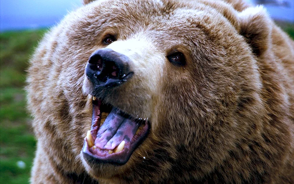 Grizzly bear