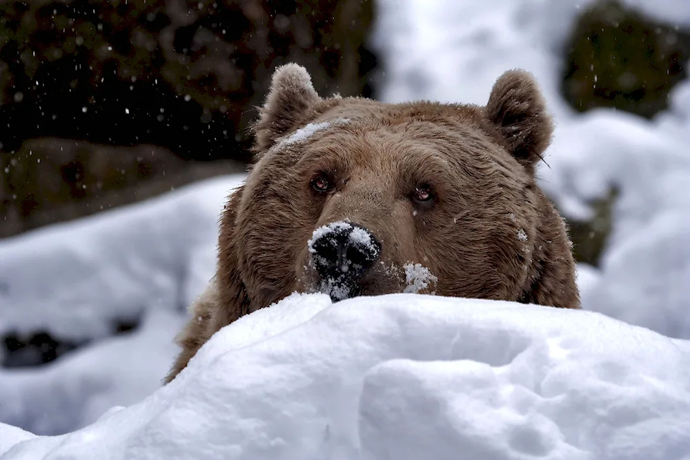 Brown bear in the taiga