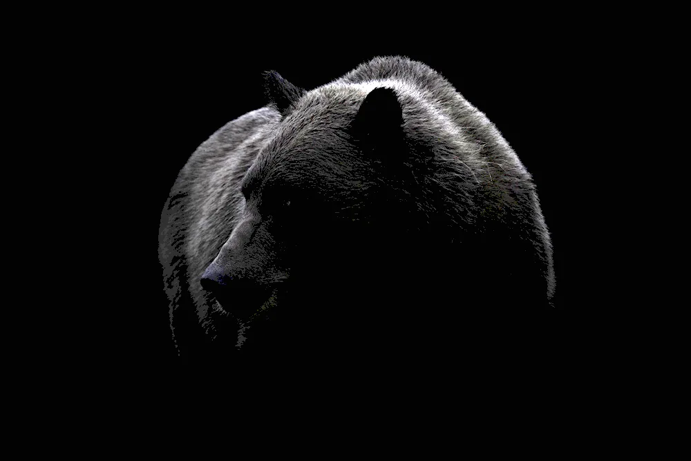 Wild bear