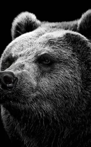 Bear wallpaper