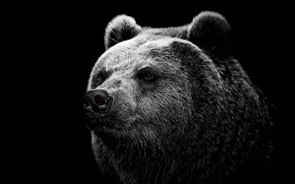 Bear wallpaper