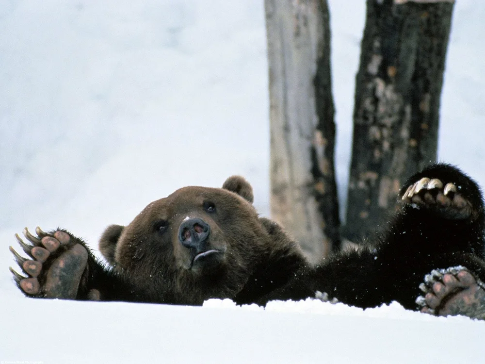 The polar bear den Wrangel Island