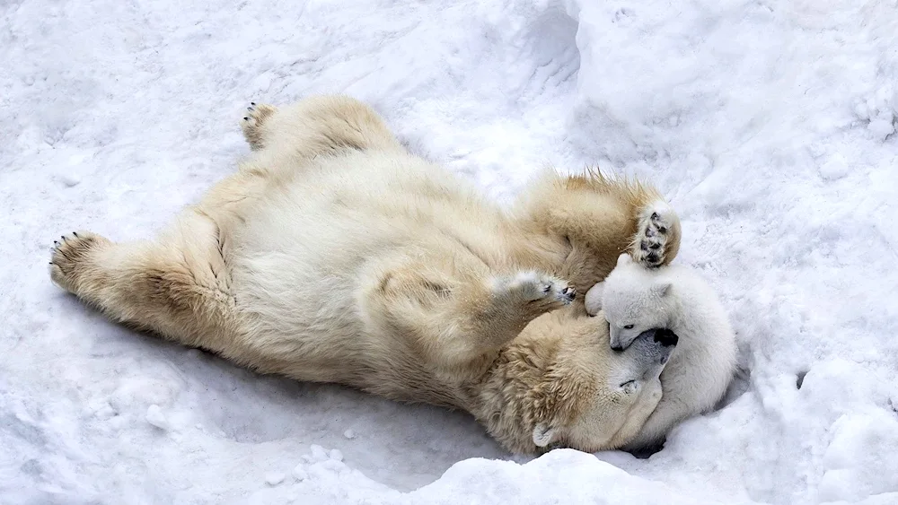 Bear sleeping