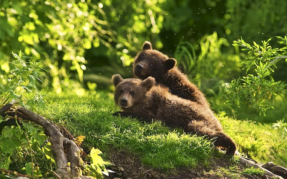 Bear in the forest