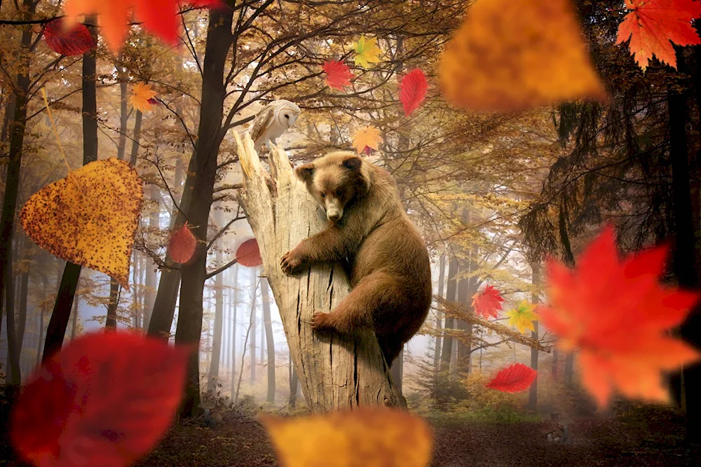 A bear in autumn forest