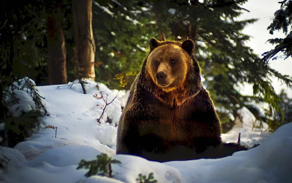 White bear in a den