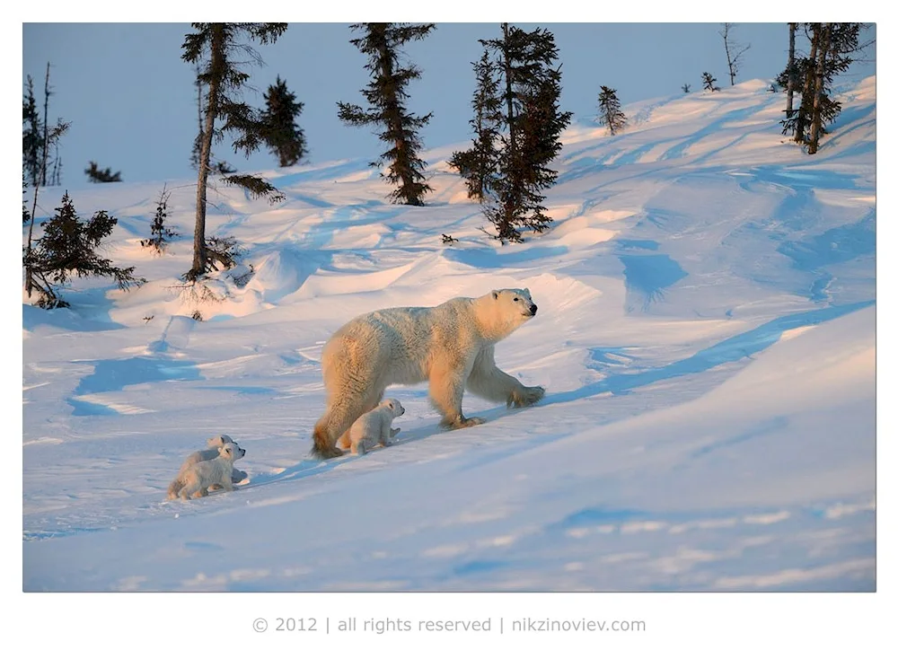 Brown bear in hibernation