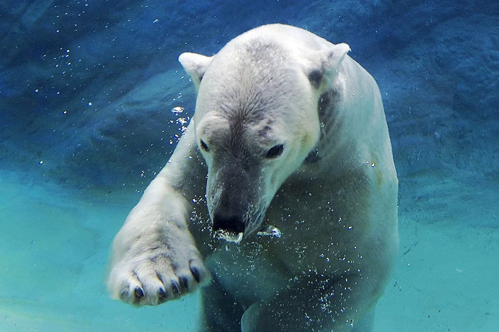 Bears in Berlin Zoo