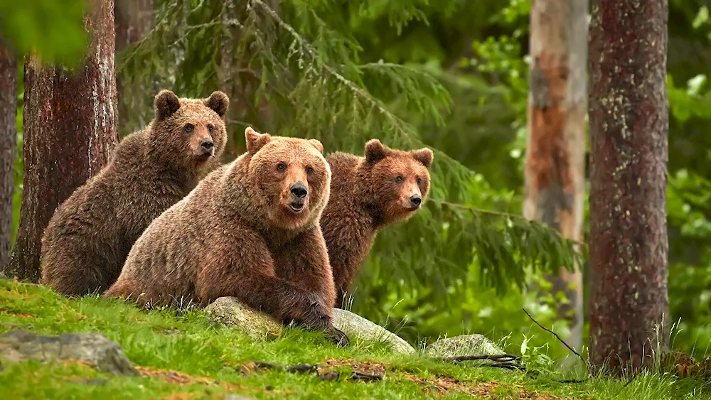 Bears in the forest Kim Norlien