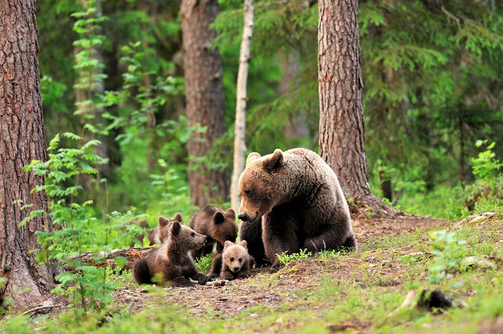 Bears in the forest Kim Norlien