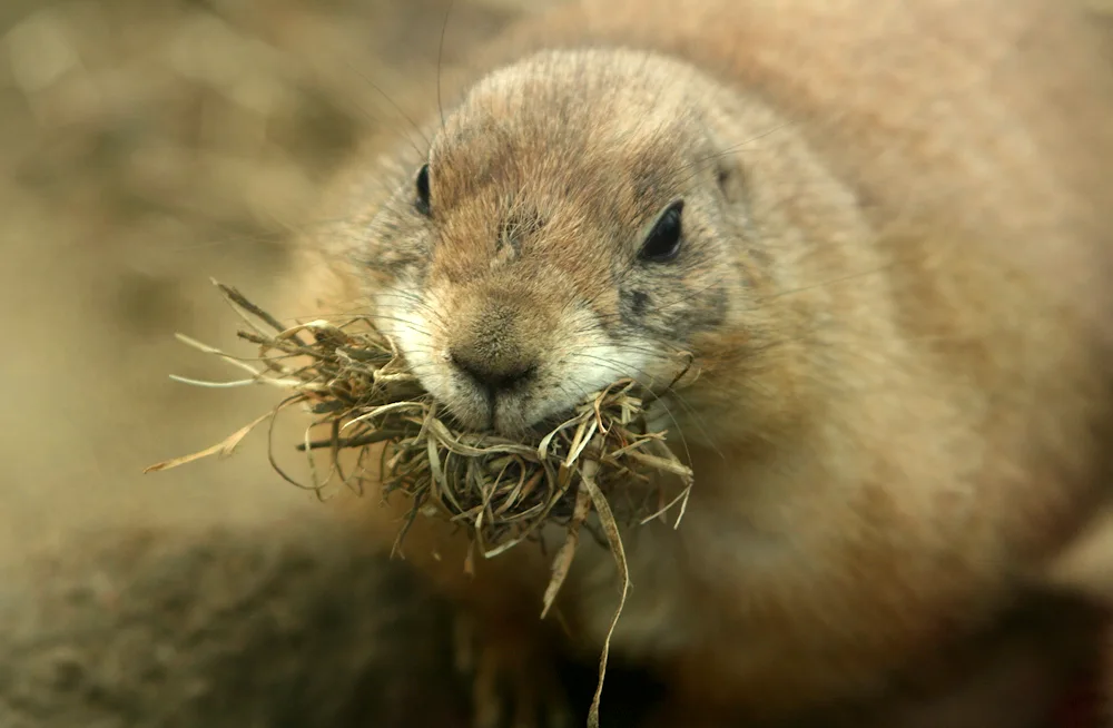 Capian ground squirrel