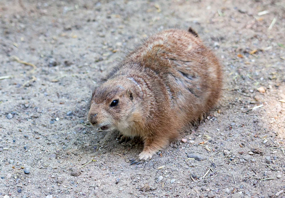 Black-tailed meadow dog