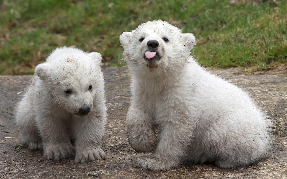 Pretty bear cubs