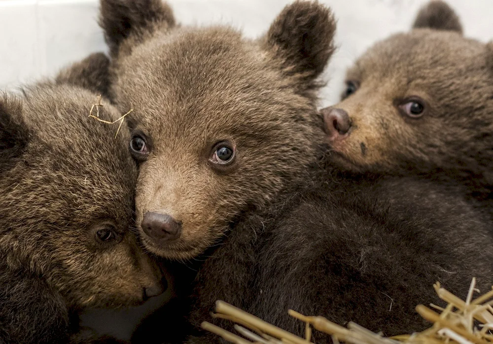 Newborn bear cubs