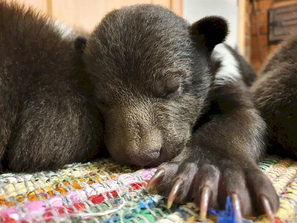 Newborn bear cubs photo