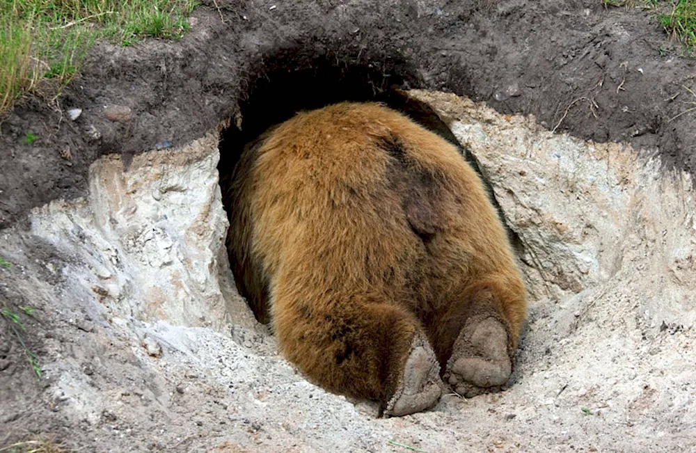 Brown bear in hibernation