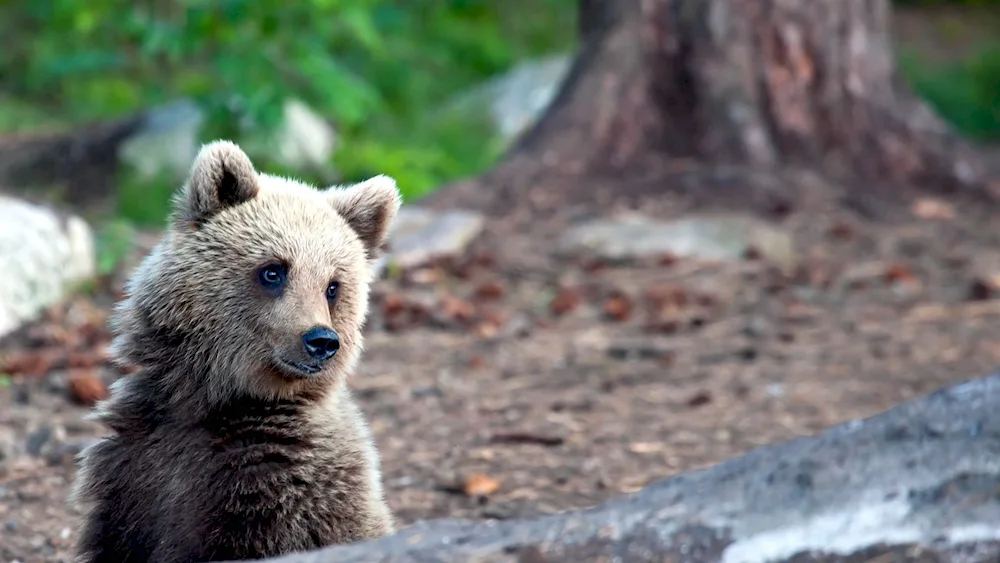 Polar Bear cub