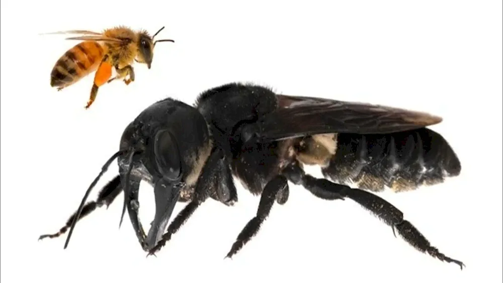 Black bee