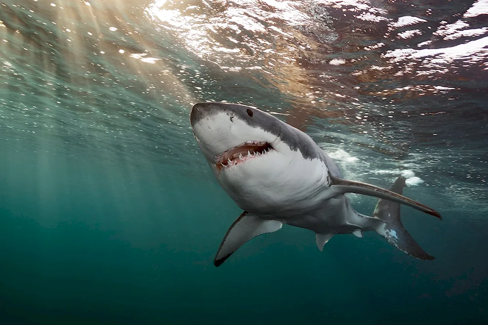 Pacific herring shark