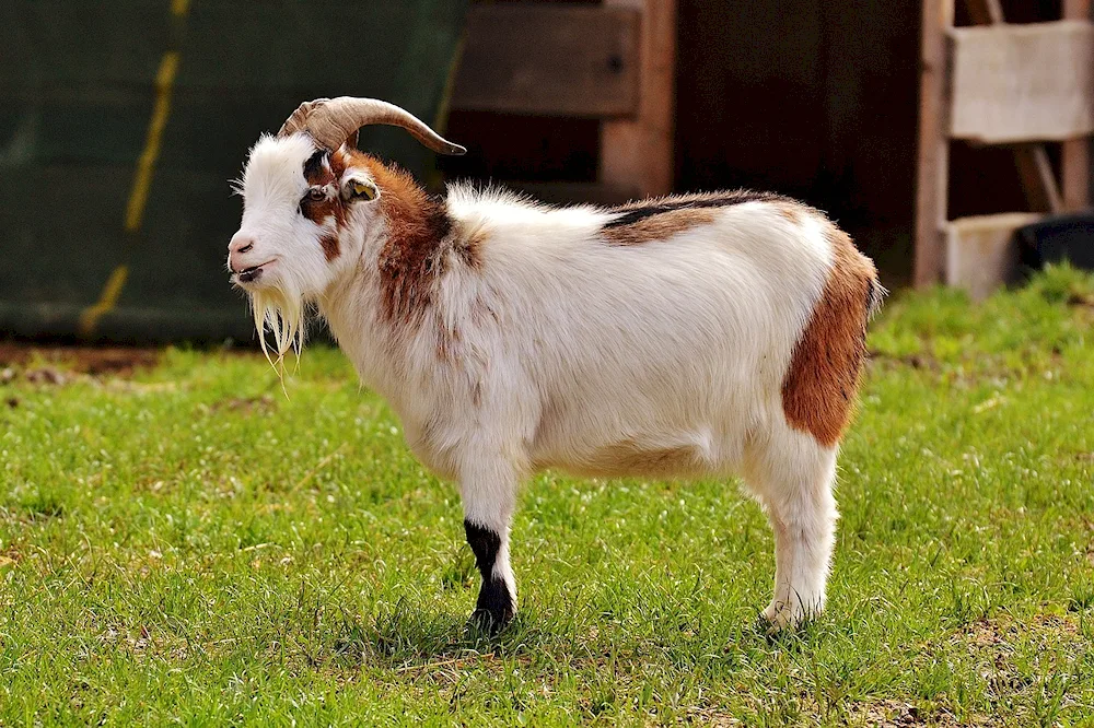 Appenzell goat