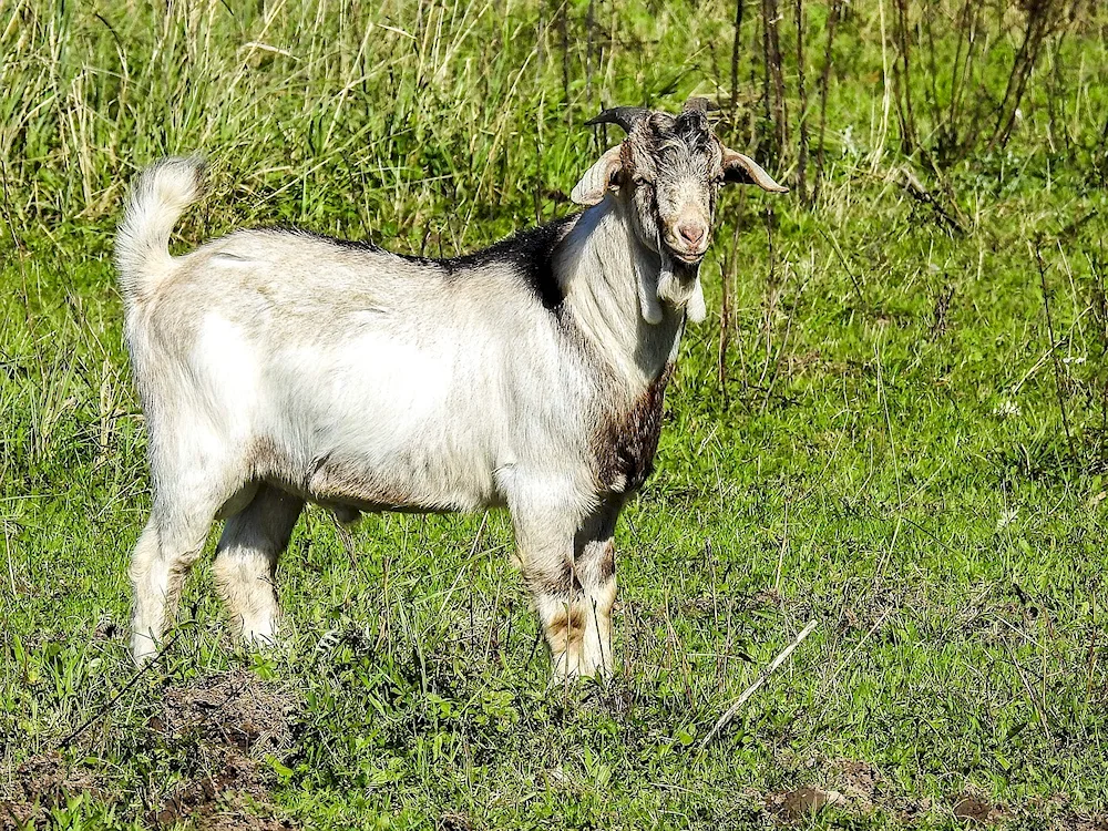 Anglo-Nubian goat