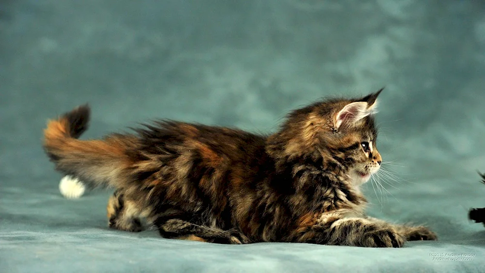 Maine Coon