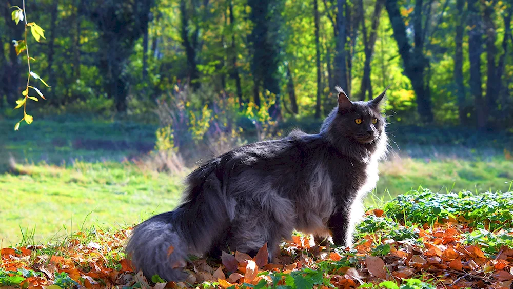 Maine coon