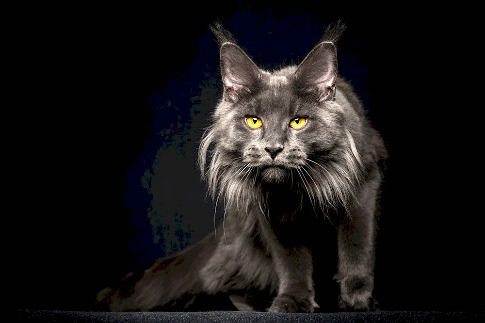 Maine coon