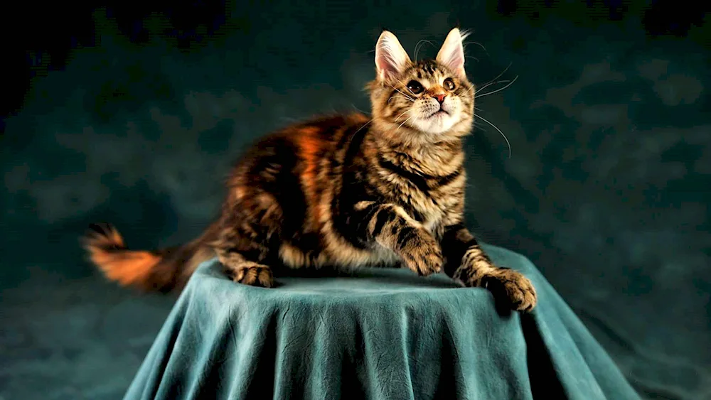 Maine Coon