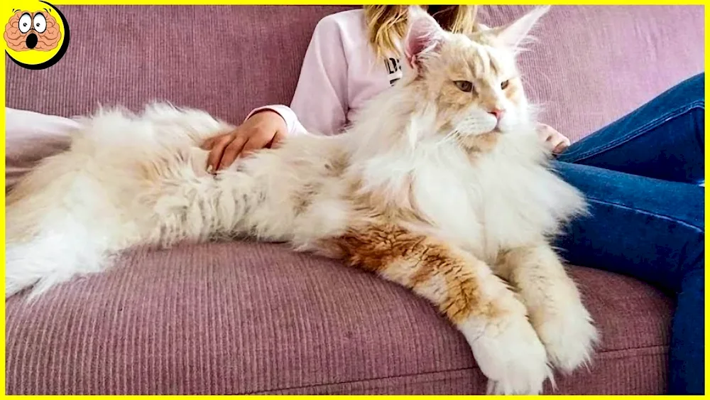 Maine Coon 30 kg