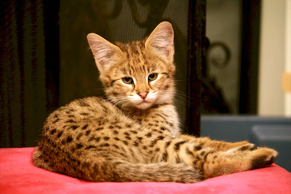 Serval Ashera Savannah cat