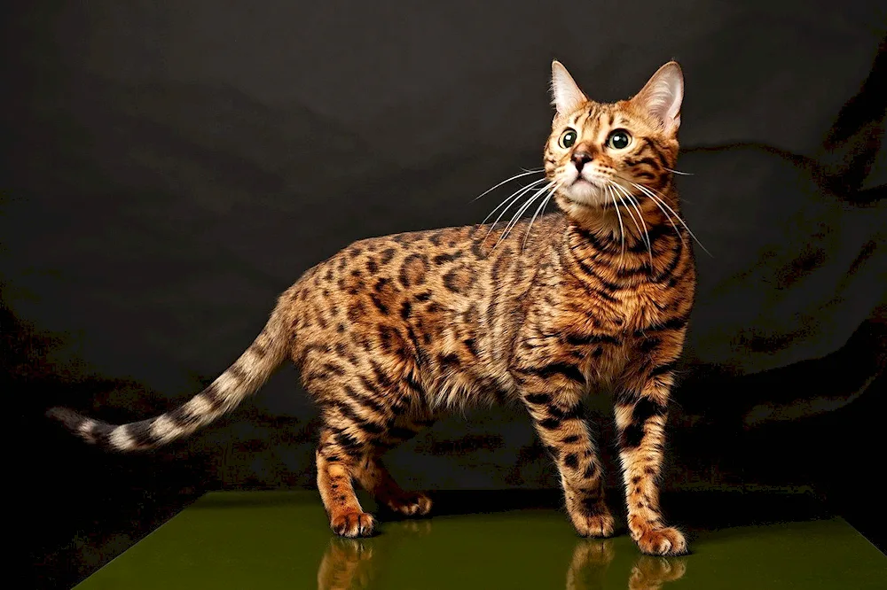 Bengal cat