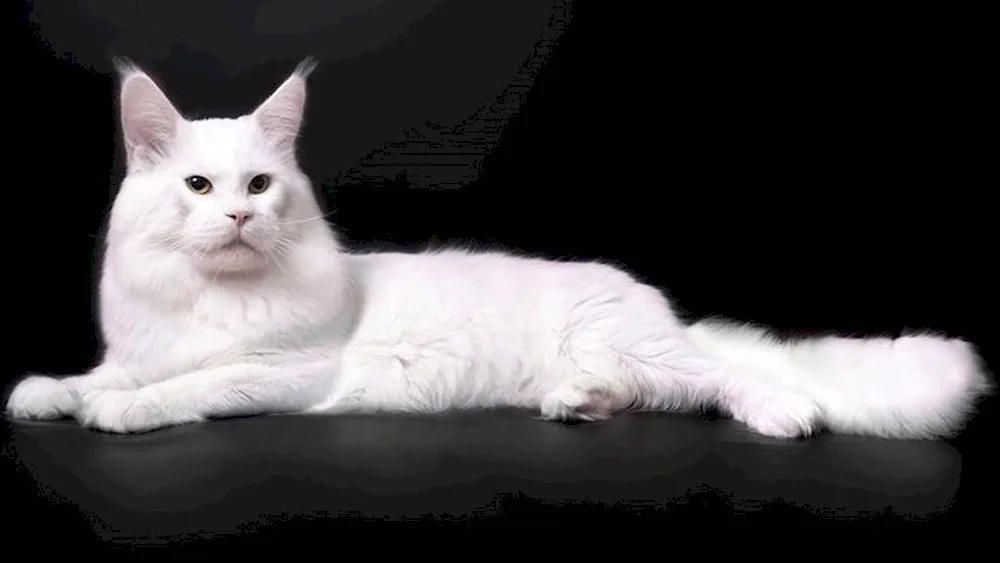 Maine Coon white