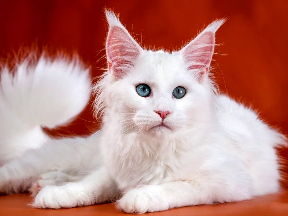 Maine Coon white