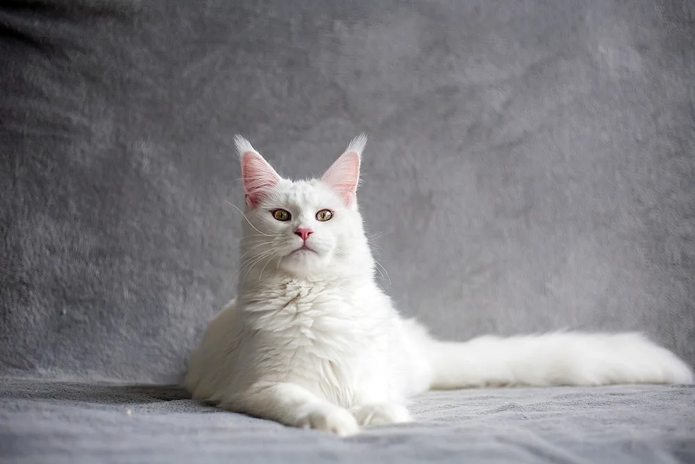 Maine Coon white