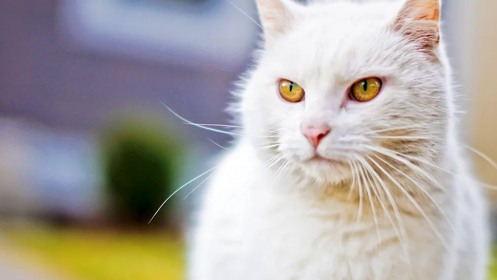 White kitten