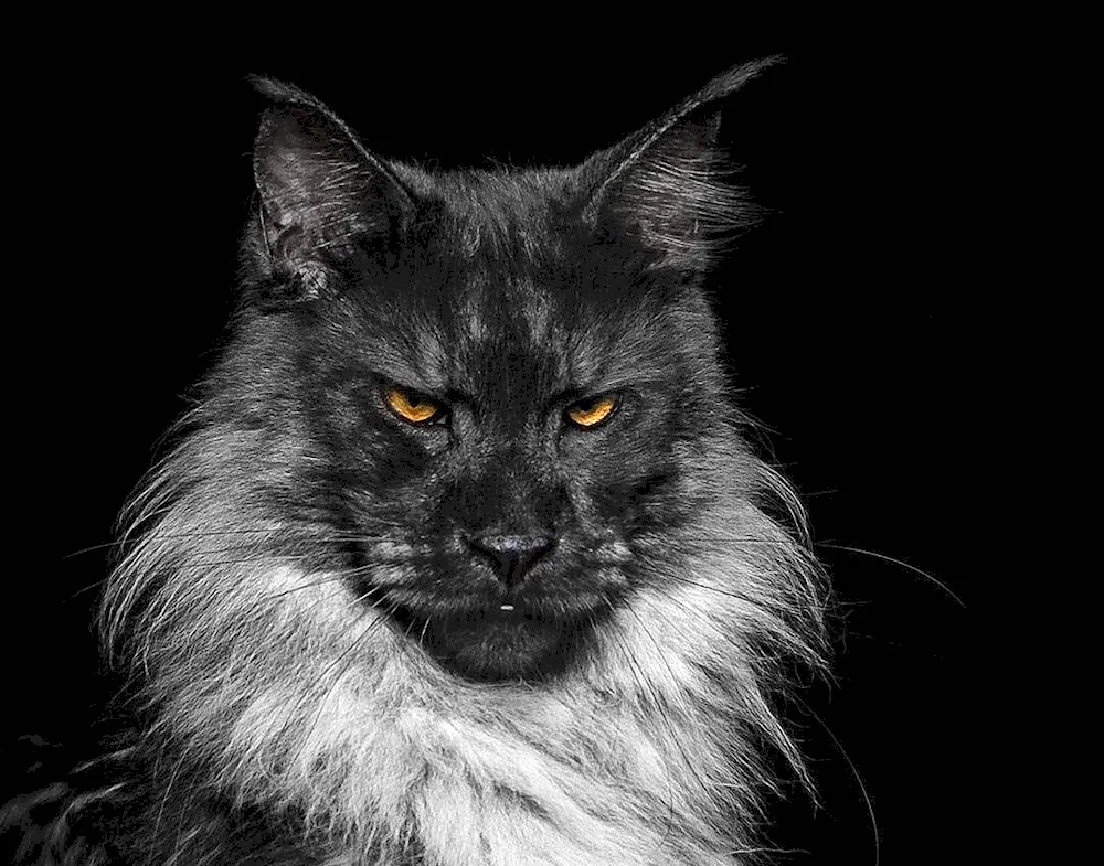 Maine Coon cat Black Smoke