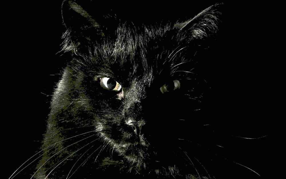 Black cat